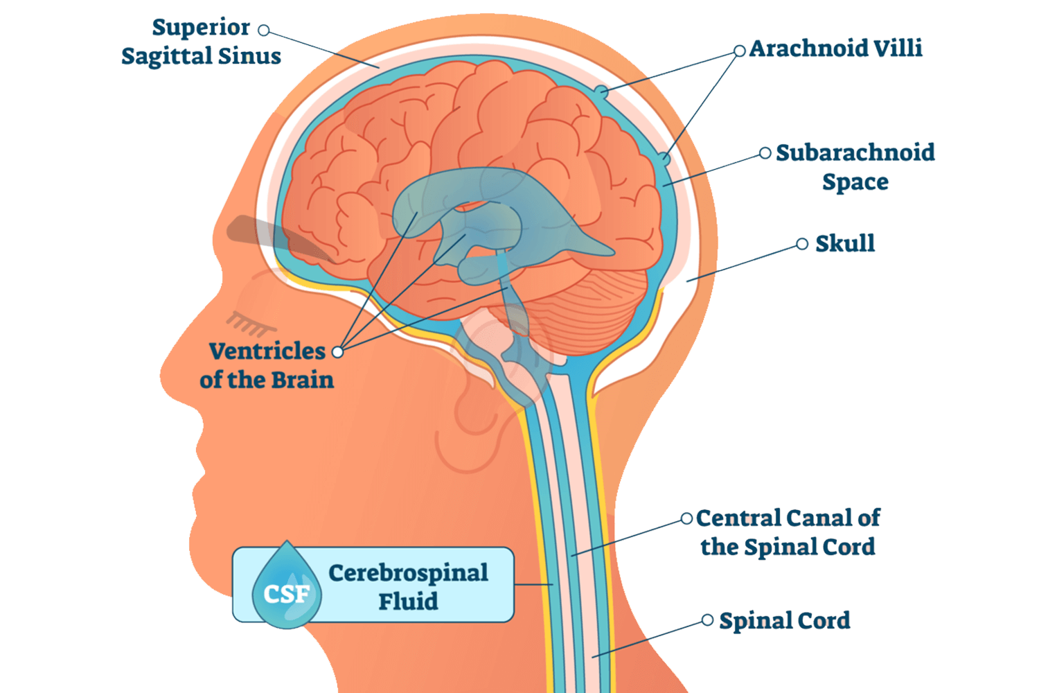 csf-diagram