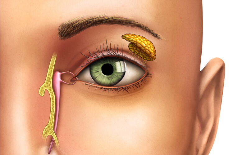 lacrimal-system-diagram