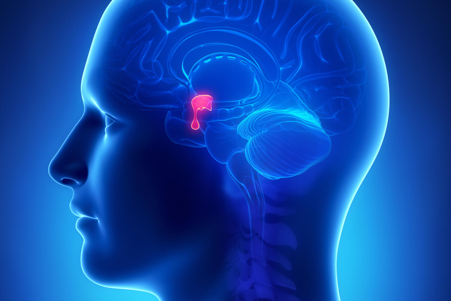 pituitary
